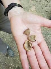 Lentinellus castoreus