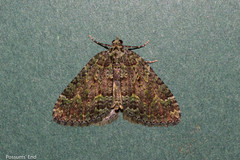 Austrocidaria callichlora