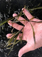 Potamogeton zosteriformis