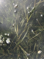 Potamogeton zosteriformis