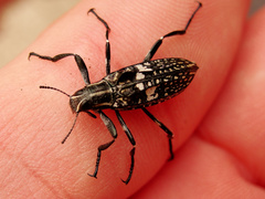 Homocyrtus bonni
