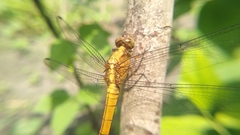 Orthetrum testaceum