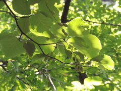 Styrax obassia