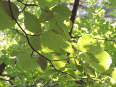 Styrax obassia