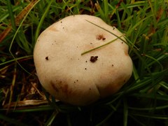 Singerocybe clitocyboides
