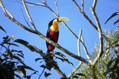 Ramphastos dicolorus