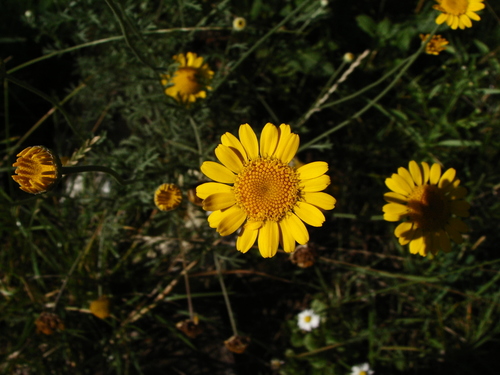 Dyer's chamomile (Cota tinctoria)