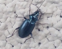 Agonum placidum
