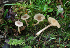 Lactarius griseus