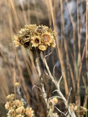 Helichrysum chrysargyrum