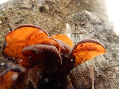 Auricularia auricula-judae