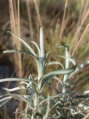 Helichrysum chrysargyrum