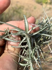 Helichrysum chrysargyrum
