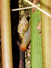 Plectostylus peruvianus