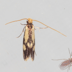 Isocorypha mediostriatella