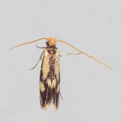 Isocorypha mediostriatella