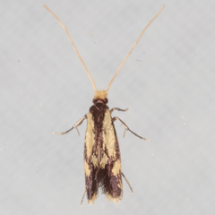 Isocorypha mediostriatella