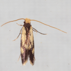 Isocorypha mediostriatella