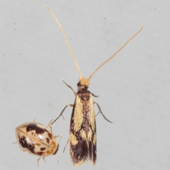 Isocorypha mediostriatella
