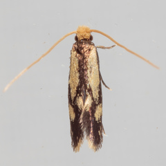 Isocorypha mediostriatella