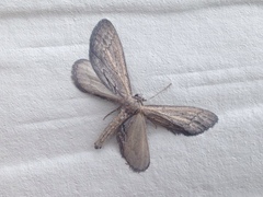 Glaucina interruptaria