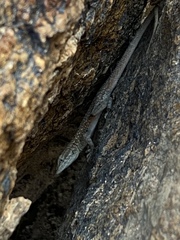 Uta stansburiana