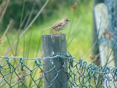 Zonotrichia capensis