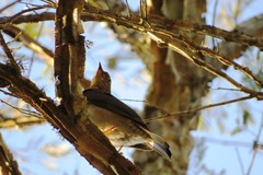 Turdus flavipes