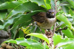 Turdus albicollis