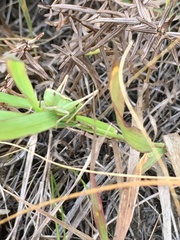 Conocephalus saltans