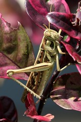 Cyrtacanthacris tatarica