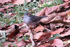 Turdus subalaris
