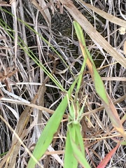 Conocephalus saltans