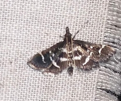 Diasemiodes janassialis