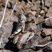 Olympic Grasshopper - Photo (c) Wendy Feltham, some rights reserved (CC BY-NC), uploaded by Wendy Feltham