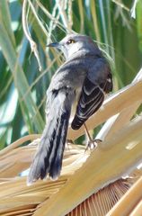 Mimus polyglottos
