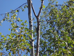 Sphyrapicus ruber
