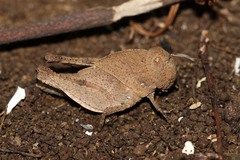 Humbe tenuicornis