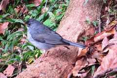 Turdus subalaris