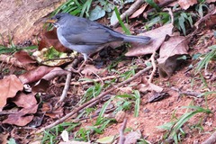 Turdus subalaris