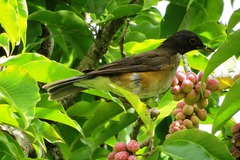Turdus albicollis