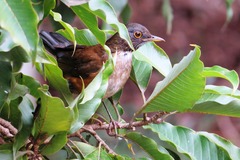 Turdus albicollis