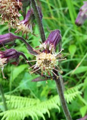 Rugelia nudicaulis