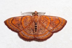Oaracta maculata