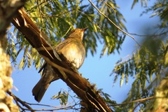 Turdus flavipes