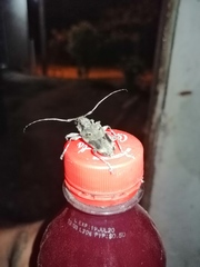 Steirastoma coenosum