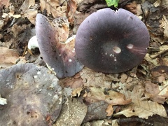 Russula ionochlora