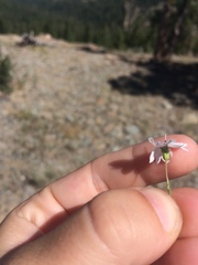 Blepharipappus scaber