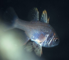 Vincentia conspersa