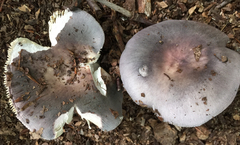 Russula ionochlora